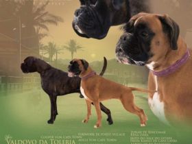 LCF „Lettischer Boxerklub“ bietet Boxerwelpen mit