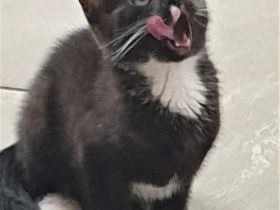 6 kleine Katzen bzw. Kater suchen eine neues