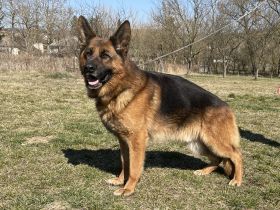 TOP FAMILIEN-BODYGUARD-Rüde mit vielen PRÜFUNGEN das