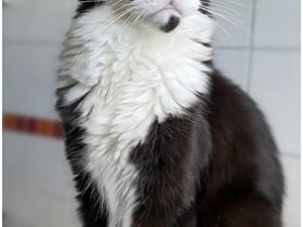 Ghostwalker's Maine Coons