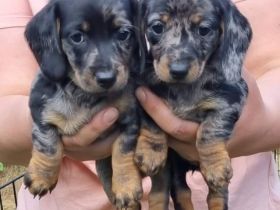 wir haben zwei Welpen und einen Zwergdackelrüden zur