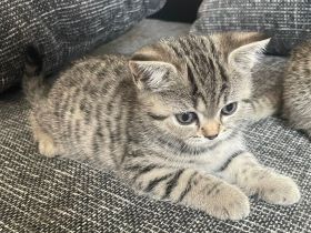 Unsere Dame hat 25.04 drei Kitten um Welt gebracht. Die