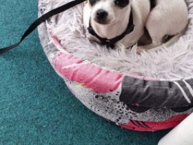 Vier Süße Chihuahua Welpen suchen noch ein liebevolles