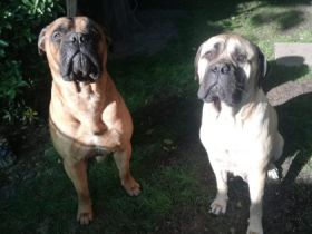 Es ist soweit ,reinrassige Bullmastiff Welpen aus