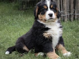 Lebenslustige Rüden geboren am 05 April 2022 suchen ab