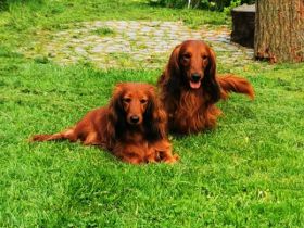 Deckanzeige: Meine wunderschöne rote