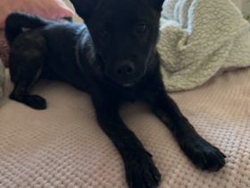 Ich verkaufe hier auf diesem Wege meinen Rüden