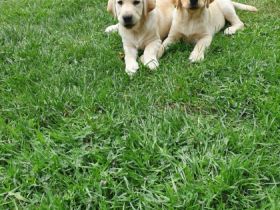 Die 6 Jungs suchen noch ein neues Zuhause! Die kleinen