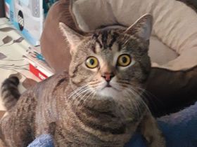 Wir laden Sie herzlich ein, damit Sie unsere Kitten