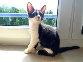 Guten Tag, die Kitten sind jetzt knapp 15 Wochen alt.