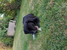 Unsere bonnie hat am 7.2.22 7 wunderschöne welpen