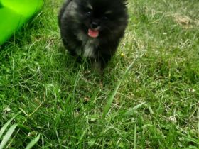 3 wunderschöne zwergspitz Welpen suchen noch ein neues