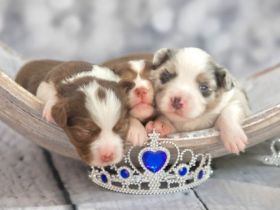 Wunderschöne Mini Aussie Welpen zu verkaufen mit