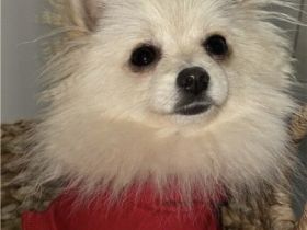 Toffee, Schweren Herzens müssen wir uns von unserm