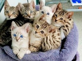 Ragdoll ,bkh,Bengal Kitten geb 10.03 2022 UNSERE LETZE