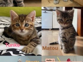 Unsere liebe Naila ( Bengal-British Kurzhaar) hat am 26