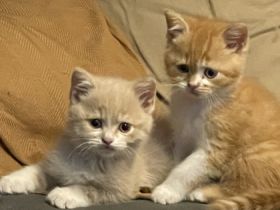 Hallo liebe Katzenfreunde. Meine Katze hat 4 wundervoll