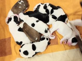 Unsere Beaglemix Hündin wurde Mutter von 8 gesunden