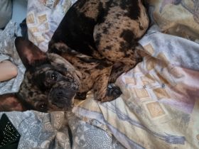 Hallo Kiwi ist 6 Monate alt. Ihre Farbe ist Merle. Muss