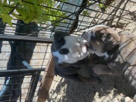 Englische Bulldogge, Welpen