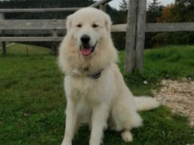 Balou, Da wir kurzfristig unsere Pension aufgeben