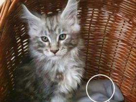 Hallo Maine Coon Freunde, Schön, dass Sie unsere