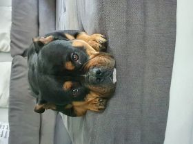 BITTE KOMPLETT LESEN !!! Django , 2/5j Alter