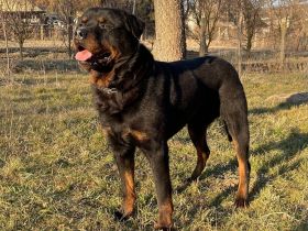 ROTTWEILER Rüde mit PRÜFUNGEN als Familien-BODYGUARD bzw. SPORTSCHUTZHUND V.I.P