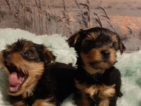 Unsere Welpen haben am 18.03.2022 das Licht der Welt