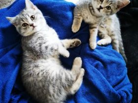 Hallo liebe Katzenfreunde, wir haben nun noch 3 von 6