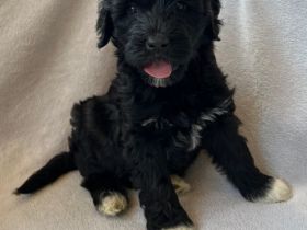 Wunderschöne pwd Rüde Welpe sucht neues zu Hause. Er