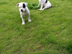 Hallo ihr Hundeliebhaber, unser Pärchen hat am 18.03