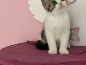 Hallo liebe Katzenfreunde ❤️ Willkommen bei den BKHs