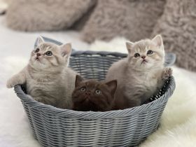 Hallo liebe BKH Katzen-Freunde und die, die das werden