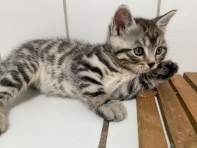 Unsere liebe Naila ( Bengal-British Kurzhaar) hat am 26