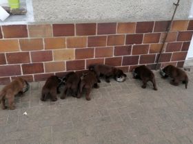 Labrador Retriever, Welpen