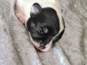 Am 24.05.2022 gab es Nachwuchs bei uns . Es sind süße,