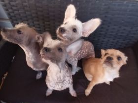Französische Bulldogge, Chinese Crested Welpe Mix sind