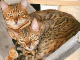 Unsere drei bildschönen verschmusten Bengal Jungtiere,