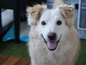 Vor Kurzem bei uns auf Pflegestelle angekommen ist