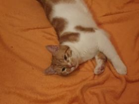 Maine Coon,Europäisch Kurzhaar, Hauskater Hallo