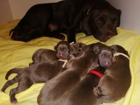 Am 07.06.2022 haben 10 zuckersüße Labradorwelpen (alle