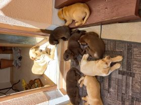 Hallo Unsere Labrador Hündin CAMI hat am 07.04.2022 , 8