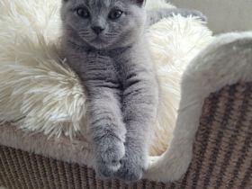 Unsere Katze hat am 17. März 2022 6 wunderschöne kitten