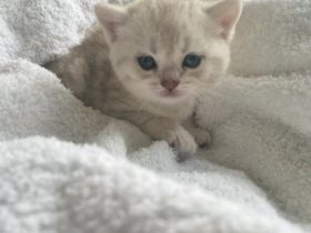 Liebe Kätzchen sind 5 Wochen alt und suchen neue