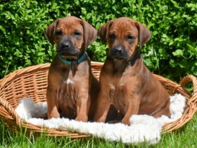 Wer auf der Suche nach einem neuen Familienmitglied ist