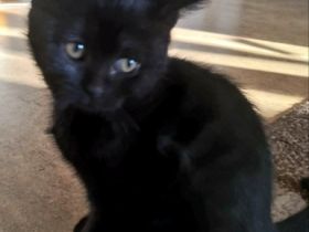 Unsere kleinen reinrassigen drei BKH kitten ,stubenrein