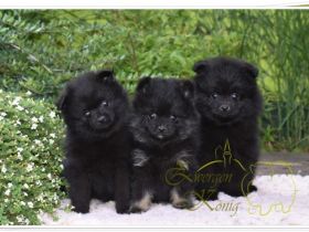 Kleinspitz welpen Meine Hündin hat am 17.04.2022 4