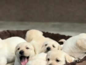 Ich verkaufe Labrador Retriever Welpen, 12 Wochen alt,