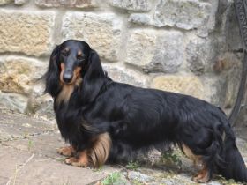 Am 23.05. wurde Theklas (kam vor zwei Jahren zu uns)